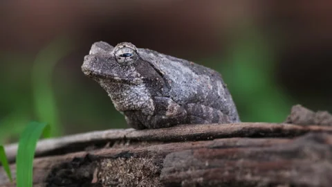Grey Foam-Nest Tree Frog On Wood In South Africa. closeup shot Stock Footage 263742031