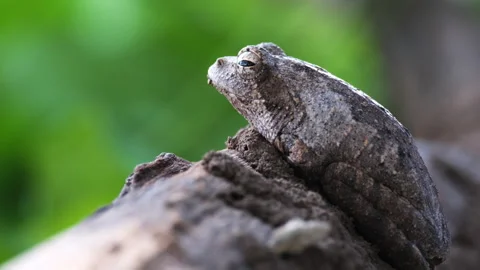 Grey Foam-nest Tree Frog With Bokeh Nature Background. Selective Focus Shot Stock Footage 263821972
