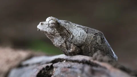 Grey Foam-nest Tree Frog In Southern Africa. closeup, side view Stock Footage 263898606