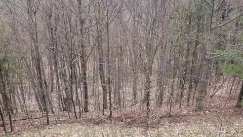 Grey forest with fallen leafs all over 動画素材 130543948