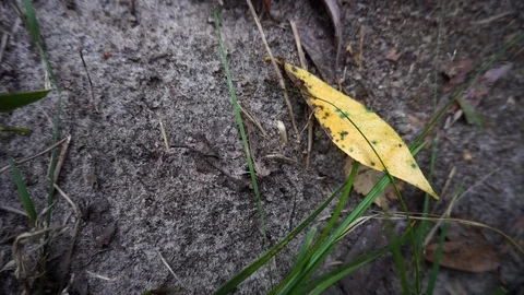 Grey forest soil with green grass and yellow leaf and many ants swarming around. Stock Footage 114329073