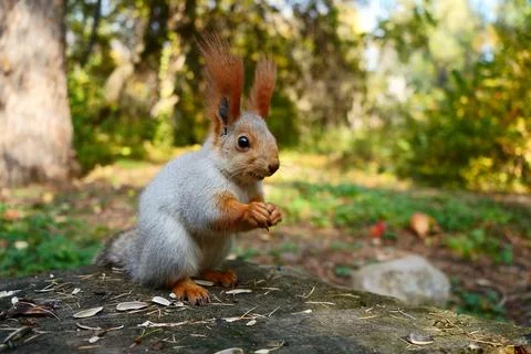 A grey forest squirrel eats seeds on a stump. Autumn forest. Side view Foto stock