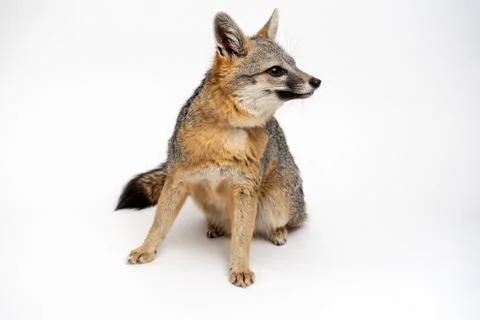 Grey Fox Close Up Portrait Isolated on White Background Stock Photos