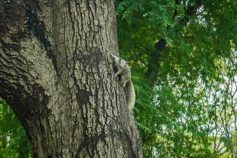 Grey fox squirrel on a tree looking at the camera on blurred natural background Фото