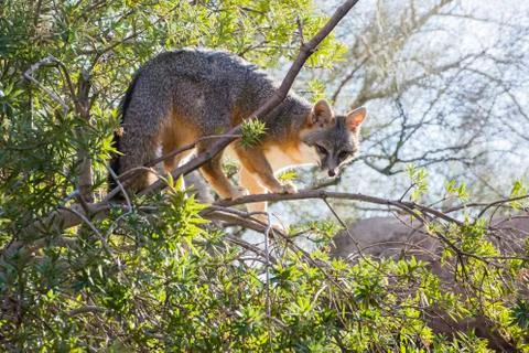 Grey Fox in the Upper Branches of a Tree Stock Photos