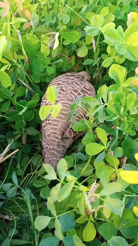 Grey Francolinus Bird Stock Footage 169736359