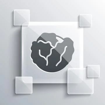 Grey Fresh cabbage vegetable icon isolated on grey background. Square glass Ilustración de archivo