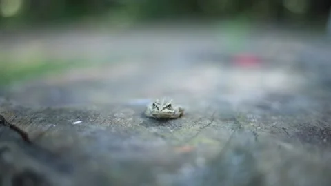 Grey frog or toad sitting on stump looking ahead Stock Footage 197030665