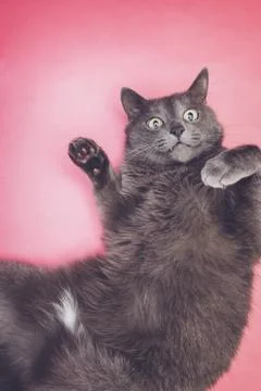 Grey funny cat posing Stock Photos
