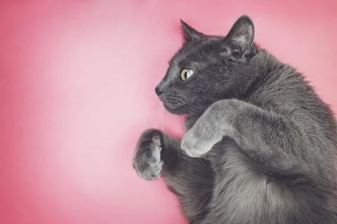 Grey funny cat posing Stock Photos