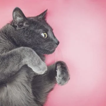 Grey funny cat posing Stock Photos