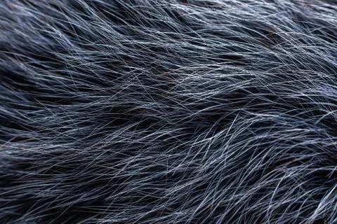 Grey fur close-up Stock Photos