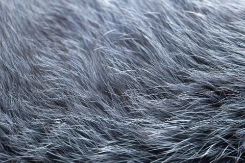 Grey fur close-up Stock Photos