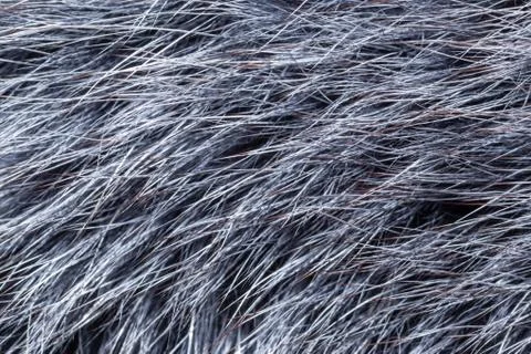 Grey fur close-up Stock Photos
