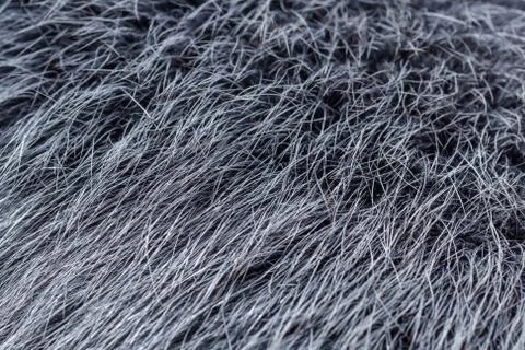 Grey fur close-up Stock Photos