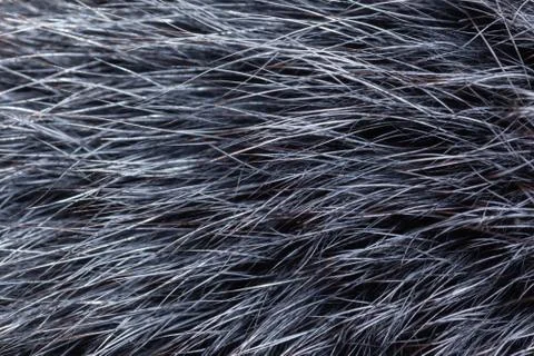 Grey fur close-up Stock Photos
