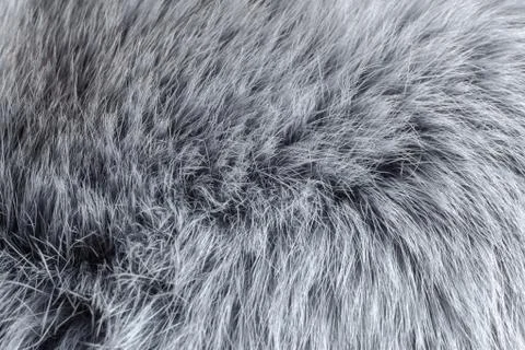 Grey fur close-up Stock Photos