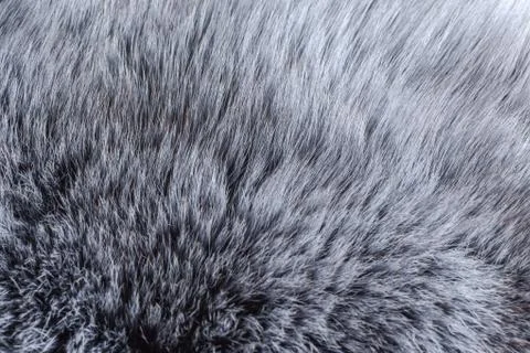 Grey fur close-up Stock Photos