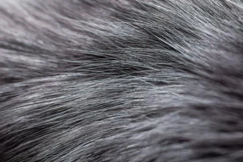 Grey fur close-up Stock Photos
