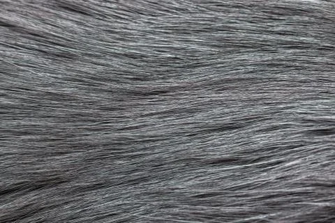 Grey fur close-up Stock Photos