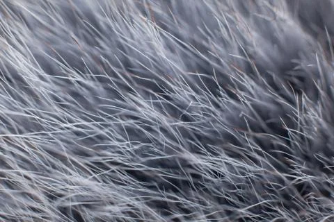 Grey fur close-up Stock Photos