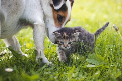 Grey furry kitten walks through the grass and a female dog jack russel watche Stock Photos