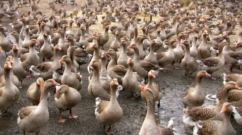 Grey geese cackling  Video stock 358446