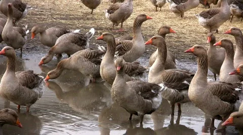 Grey geese cackling  Video stock 358447