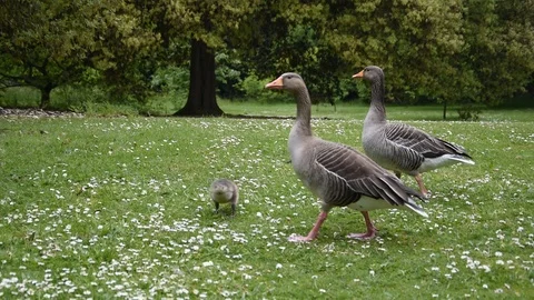 Grey geese Stock Footage 90085437
