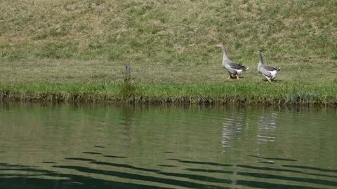 Grey geese Video stock 135991734