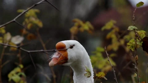 Grey geese. Stock Footage 148344635