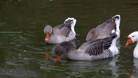 Grey geese. Stock Footage 148344734