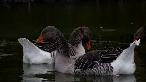 Grey geese. Stock Footage 148346475