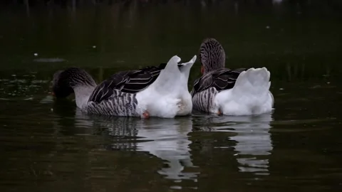 Grey geese. Stock Footage 148346492