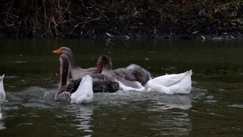 Grey geese. Stock Footage 148347141