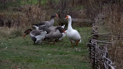 Grey geese. Stock Footage 148347192