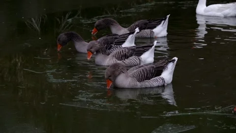 Grey geese. Stock Footage 148347258