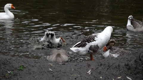 Grey geese. Stock Footage 148347335