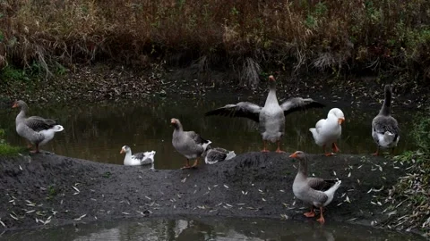Grey geese. Stock Footage 148347511