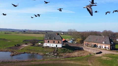 Grey Geese Stock Footage 156504484