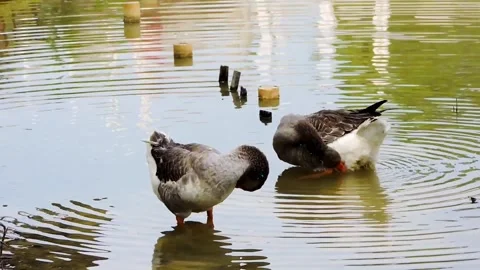 Grey geese Stock Footage 315540383