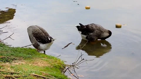 Grey geese Stock Footage 315540727
