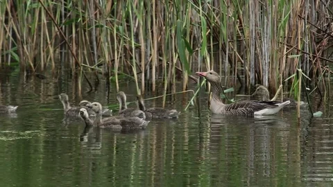 Grey Geese With Goslings Stock Footage 72644408