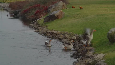 Grey geese one after another come ashore from a lake in the park Stock Footage 183010853