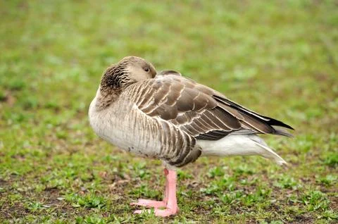 Grey Geese Stock Photos