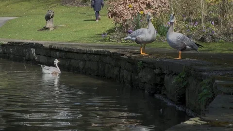 Grey geese standing on stone wall on a small canal Vidéo 92772884