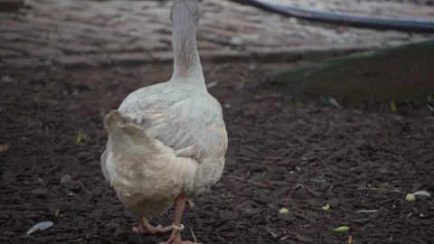 Grey Geese walking from behind Stock Footage 291649251