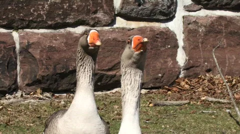 Grey Geese Walking Stock Footage 111820