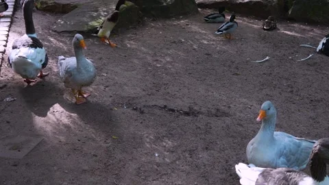 Grey Geese walking Stock Footage 252104473