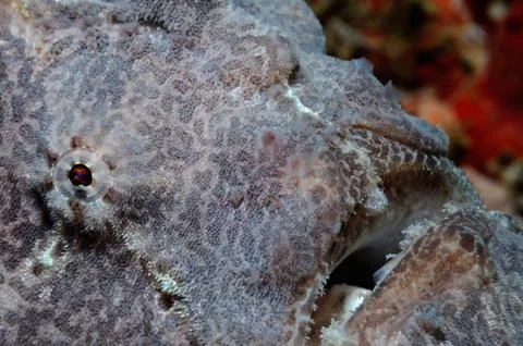 Grey giant frogfish 스톡 사진